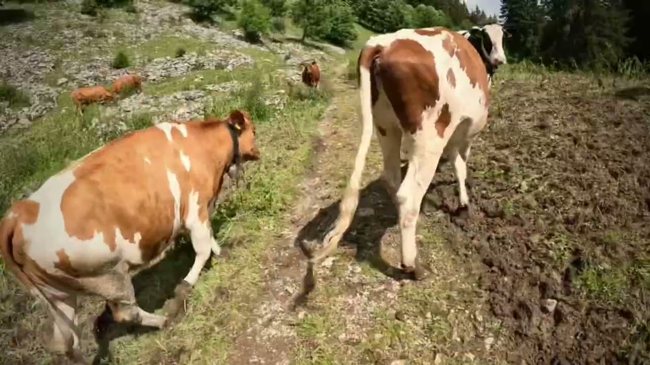 Hike from Jaun to Schwarzsee in Switzerland