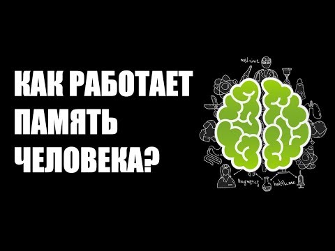 Как работает память человека?