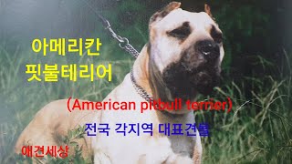 전국 각 지역 대표견 아메리칸 핏불테리어