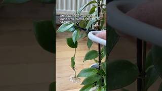 Removing Hoya flower #hoyaplant #plants #indoorplants #houseplants #plantcare #shorts