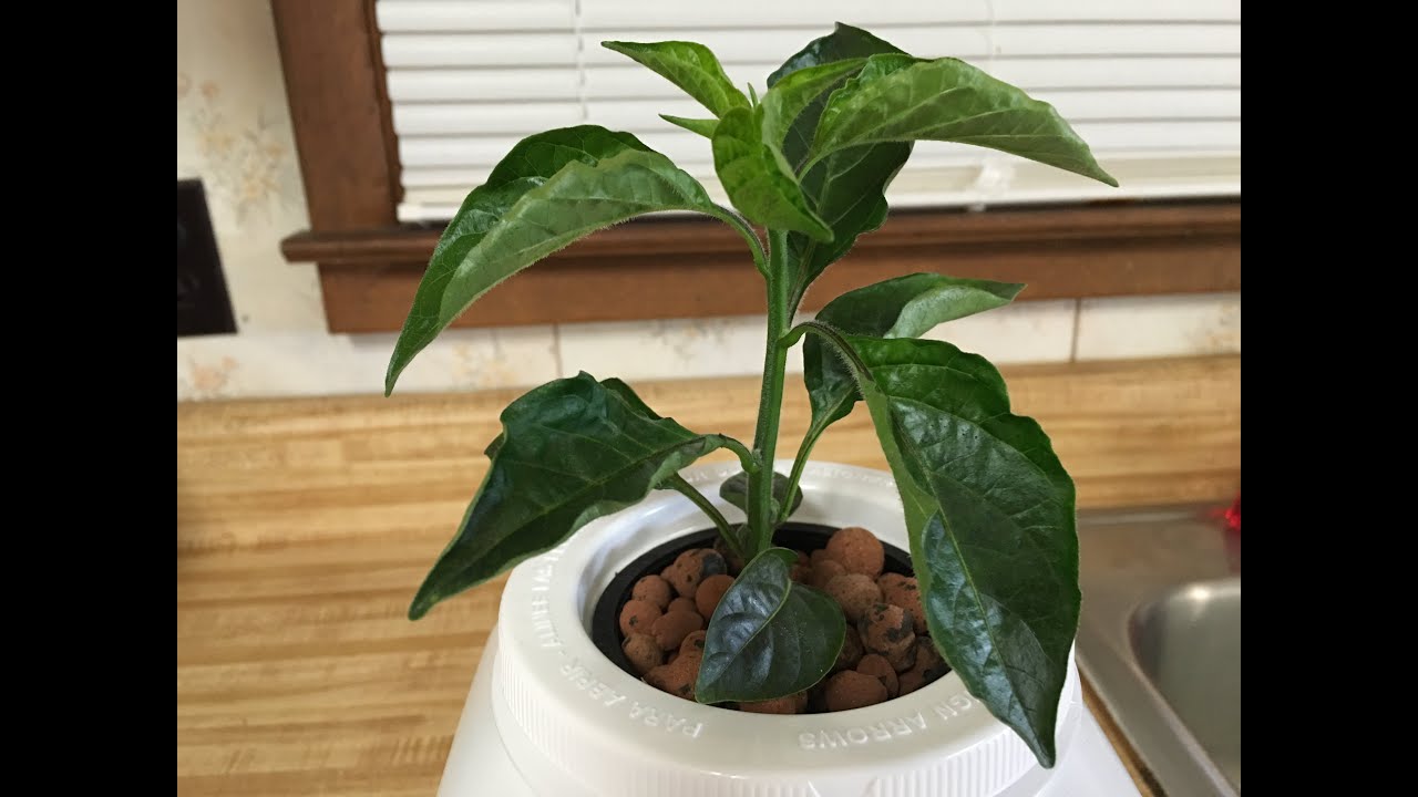 NonCirculating Hydroponic (Kratky) Container Setup Carbonero Pepper