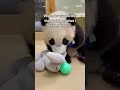 Reunited a panda family ❤️ #animals #wholesome