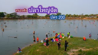 หนองดังเมืองสว่าง บัตร 200 บาท โครตคุ้ม ปลาตัวใหญ่สุดๆ / บ้านนอก EP.735