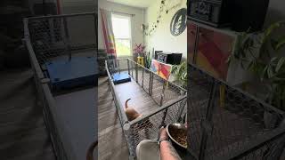 Puppy Training…Problem Solving 