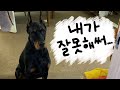 이사온 집에 처음으로 배변실수를 한 강아지가 보인 놀라운 반응 (셀프형벌)
