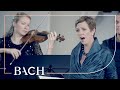 Bach - Cantata Mein Herze schwimmt in Blut BWV 199 - Bernardini | Netherlands Bach Society