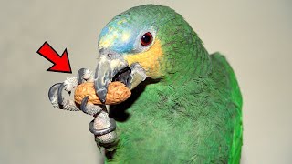 Orange Winged Amazon 🦜 The Beginner's Complete Guide by Known Pets 13 views 2 weeks ago 2 minutes, 39 seconds