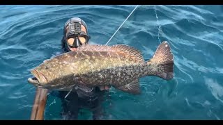 Pesca de Cabrillas y Pargos con arpon en aguas Cristlinas