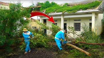 Shocking Cleanup! Cutting Down Giant Trees to Save an Abandoned House Overrun by Nature 🌿🏚️