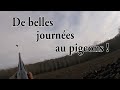 Chasse pigeon/palombe  une belle journée - F&S chasse