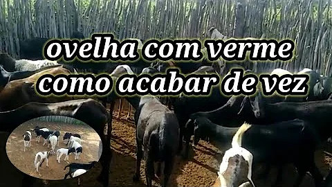 Qual o melhor remédio de verme para ovinos?