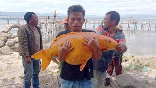 pemancing danau toba mancing ikan mas besar 16kg, telurnya aja 1 ember