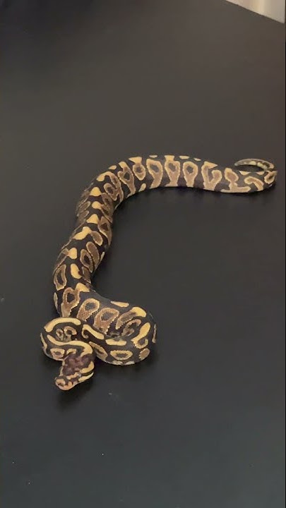 Defensive ball python wags his tail like a puppy - YouTube