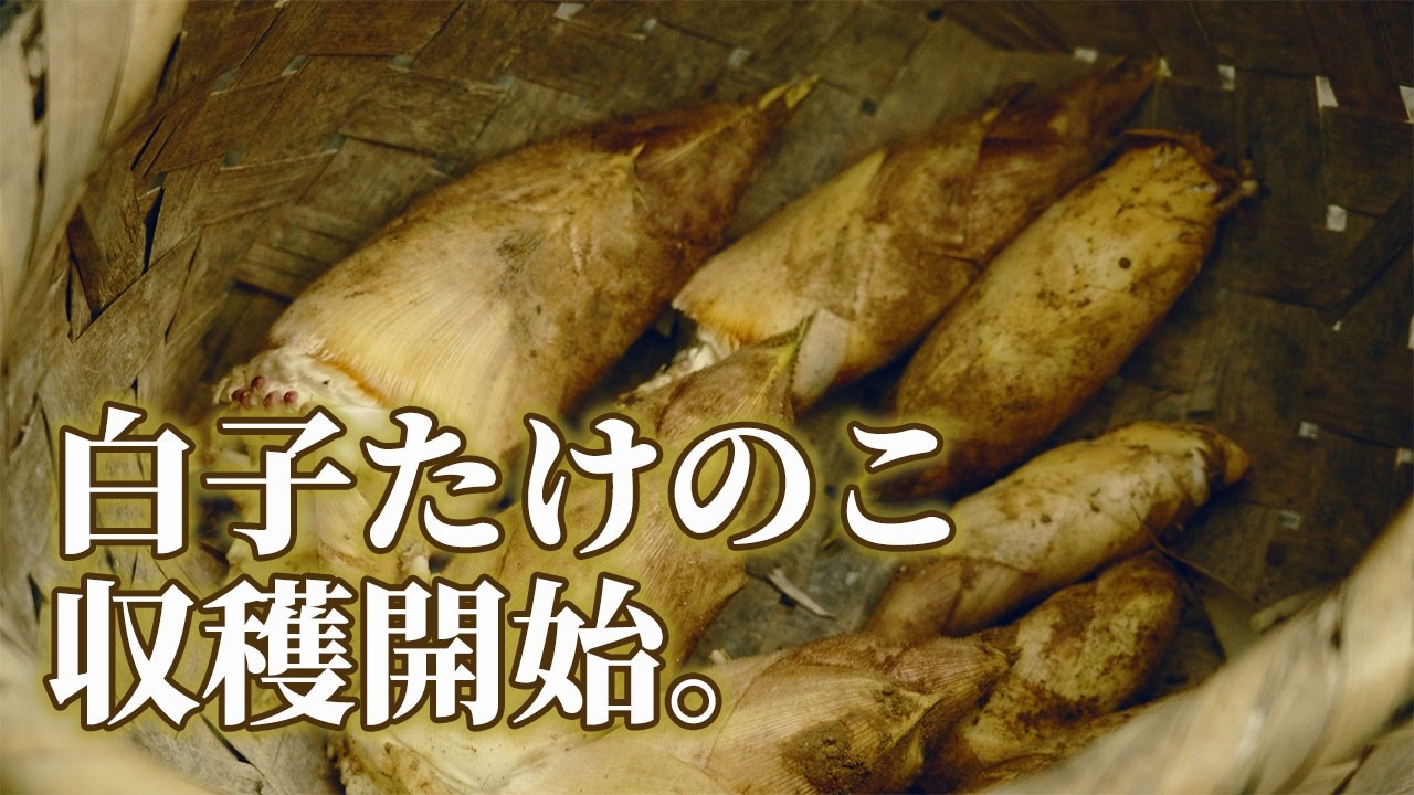3月末】9割が知らない。たけのこ収穫の難しさ - YouTube