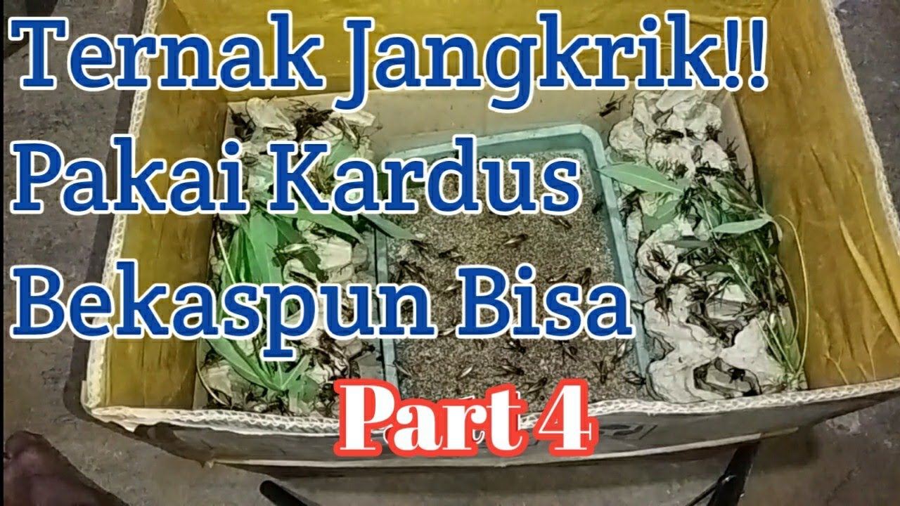 Ternak Jangkrik Dalam Kardus Part 4 2022 