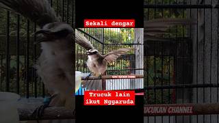 Download Lagu PANCINGAN trucukan GARUDA MP3 Download Lagu PANCINGAN trucukan GARUDA MP3