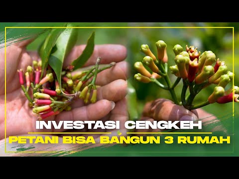 Video: Menanam cengkih Shabo dari biji di rumah