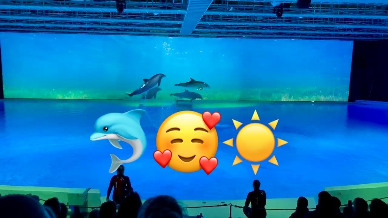 Hope Kolmårdens djurpark Delfinshow 2022 Dolphin show Sweden Norrköping Sverige Save the planet 🌍