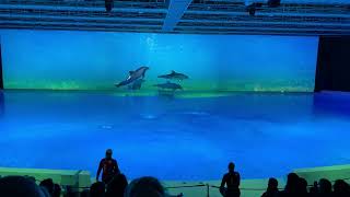 Hope Kolmårdens djurpark Delfinshow 2022 Dolphin show Sweden Norrköping Sverige | Save the planet 4K