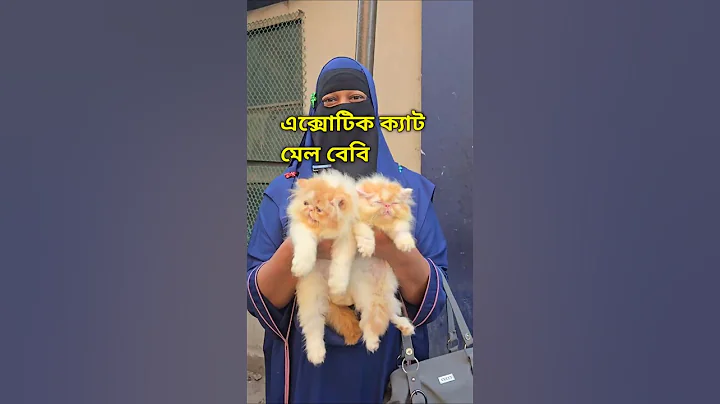 Watch the video about Exotic Cat Male Baby | Mirpur Hat | exotic cat price in bd @PersianCatBangladesh #trending #cat