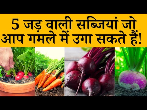 वीडियो: जड़ वाली सब्जियां क्या खा रही हैं?