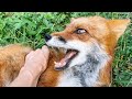 Почему кричит лиса? Про звуки лисы
