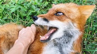Why do foxes scream? Tame fox sounds
