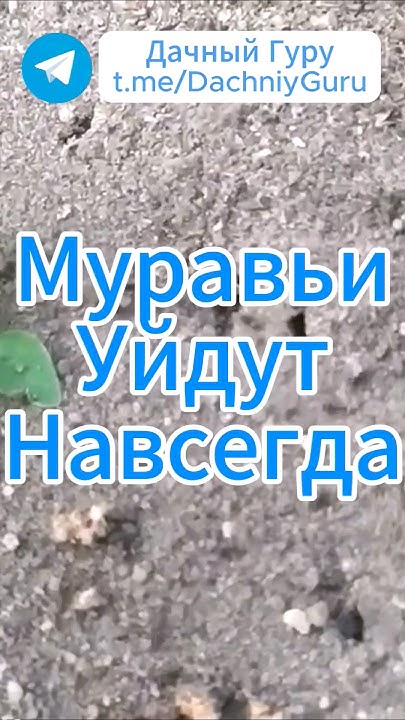 100% средство от муравьёв! #муравьи #дача #грядки #огород #садоводство ...