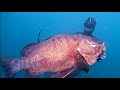 Pargo Cubera en Panama de Robert de DeepBlueSpirit2