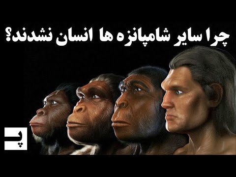 تصویری: آیا شامپانزه ها میمون هستند؟