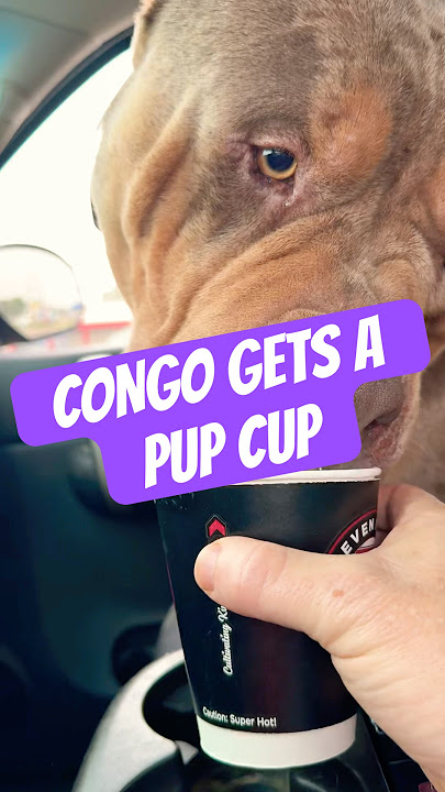 XL BULLY CONGO/PUPCUP #xlbully #americanbully #shorts