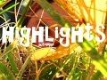 Highlights automne