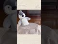 ここはボクの場所だよ！テリトリーを主張するオカメインコこはく#shorts
