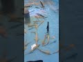 крутая рыба #fishing #fish #рыба