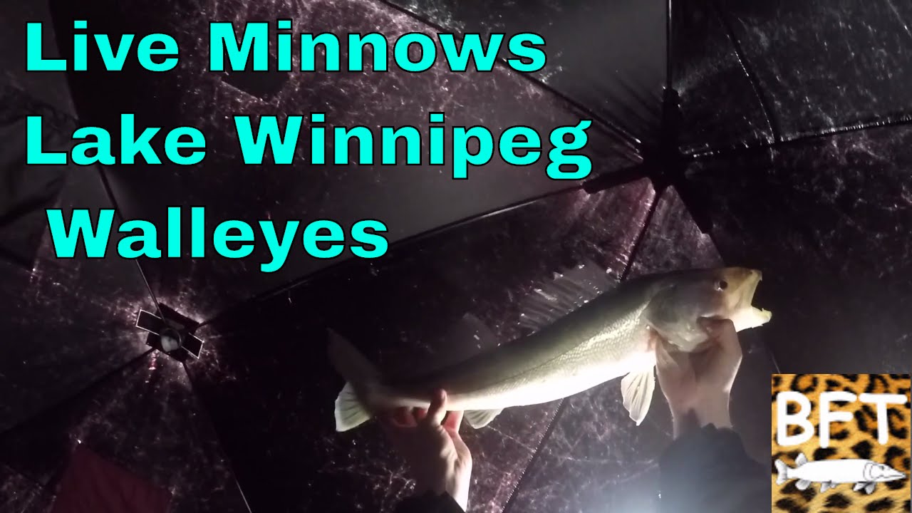 Live minnows for Walleyes Lake Winnipeg Ice fishing VLOG#2 