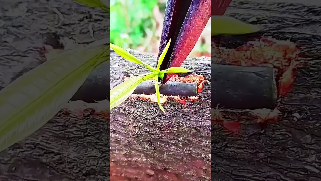 Planting Tutorial by Grafting! 