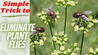 How to Get Rid of Fungus Gnats (4 Simple Steps) 