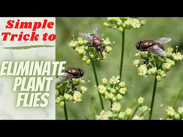 How to Get Rid of Fungus Gnats (4 Simple Steps) 