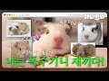 우리는 기니기니 새끼다 [나새끼 특집호]ㅣWe Are Guinea Pig Babies [I&#39;m A Baby Special]