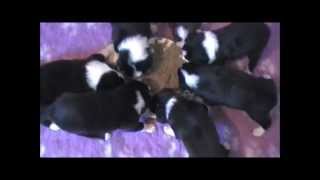 Pups Djill Cliff 1E Keer Eten