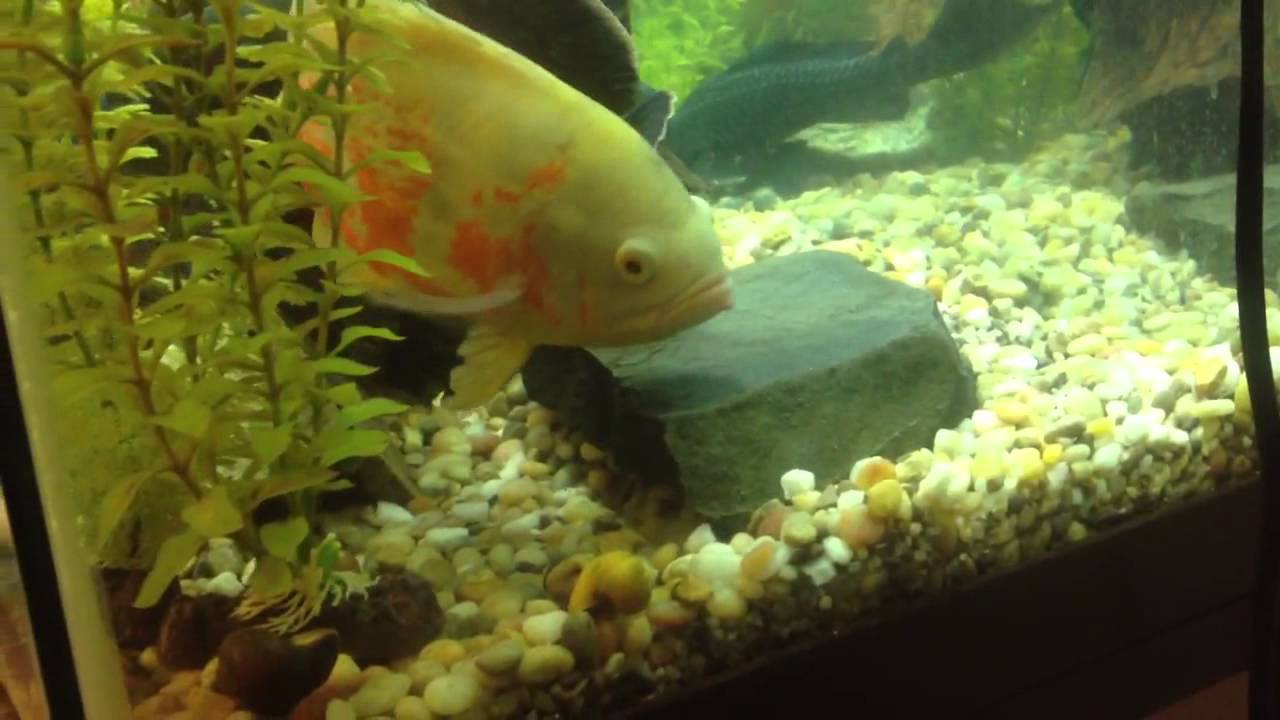Oscar fish feeding - YouTube