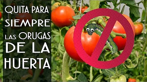 ¿Cómo prevenir los gusanos del tomate de forma ecológica?