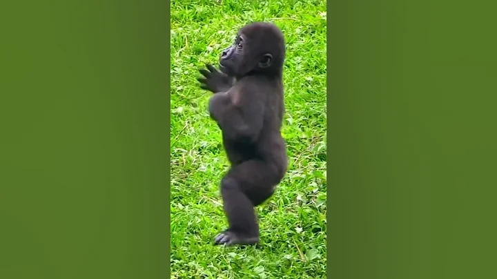 Baby Gorilla Beating His Chest 🙊 #shorts