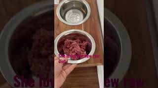 Staffordshire Bull Terrier Enjoying Her New Raw Meat Diet