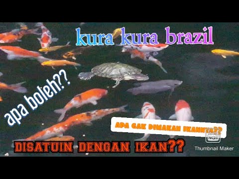 Video: Bolehkah kura-kura makan ikan kecil?