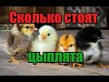 Как обманывают на курах молодках! Сколько стоит месячный цыпленок!  Как завышают возраст цыплятам!