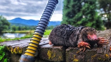 With THIS Mole TRAP You Can Catch them in ONE DAY. Gopher hawk Mole TRAP