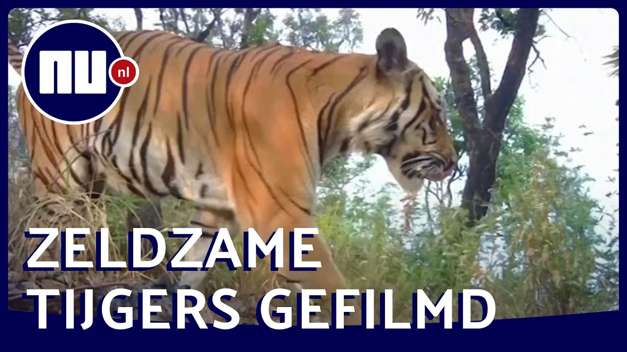 Hoe Ver Kan Een Tijger Springen: Een Indrukwekkende Sprongmaat Van Deze