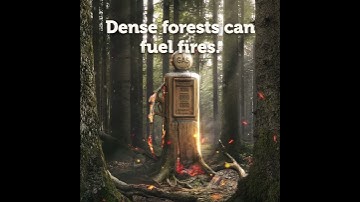 Wildfire Mitigation 2