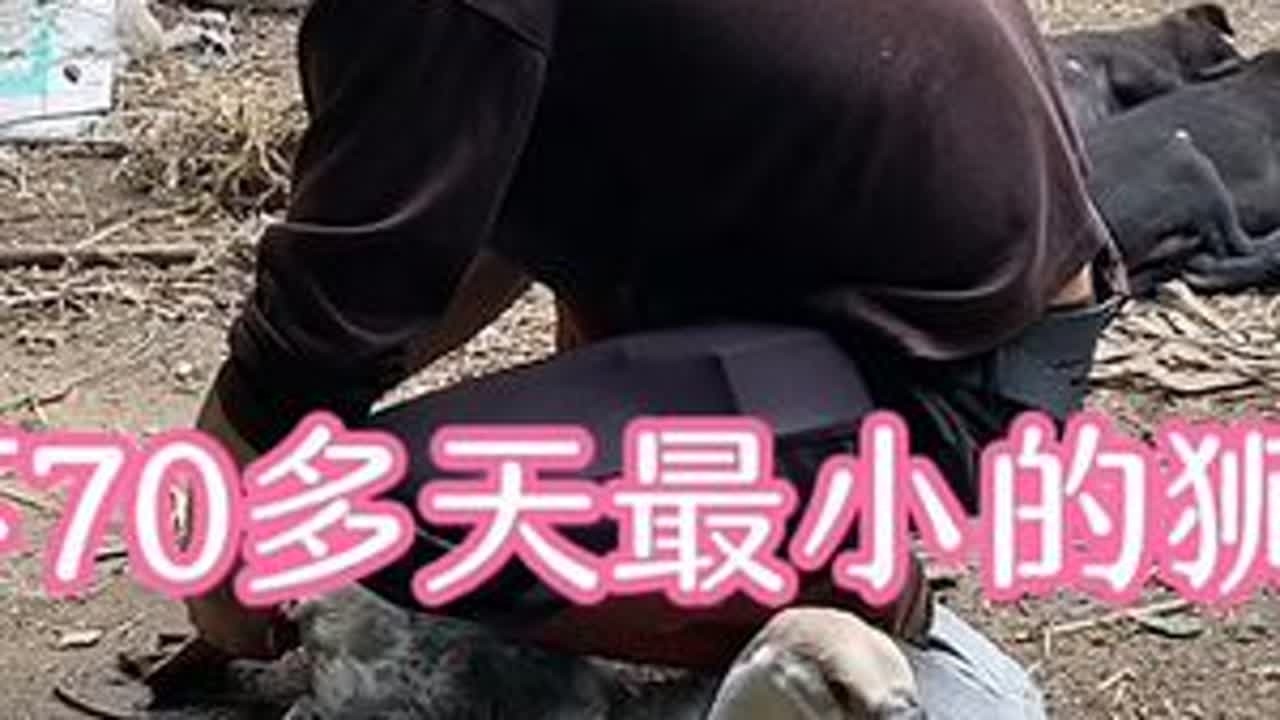 养了七十多天最小的狮头鹅，看一下有多重不称不知道一称更吓一跳